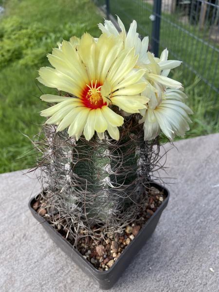 Astrophytum capricorne